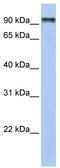 Protocadherin Gamma Subfamily C, 4 antibody, TA331064, Origene, Western Blot image 