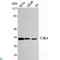 Cyclin Dependent Kinase 4 antibody, LS-C812911, Lifespan Biosciences, Western Blot image 