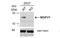 NADH:Ubiquinone Oxidoreductase Core Subunit V1 antibody, NBP1-33074, Novus Biologicals, Western Blot image 