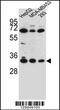 Olfactory Receptor Family 2 Subfamily T Member 3 antibody, 56-118, ProSci, Western Blot image 