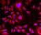 Bleomycin Hydrolase antibody, FNab00907, FineTest, Immunofluorescence image 