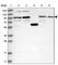 Spermatogenesis-associated protein 5 antibody, HPA036450, Atlas Antibodies, Western Blot image 