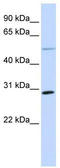 Microfibril-associated glycoprotein 4 antibody, TA346088, Origene, Western Blot image 