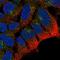 Phogrin antibody, HPA006900, Atlas Antibodies, Immunofluorescence image 