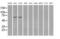 Leukotriene A4 Hydrolase antibody, MA5-24987, Invitrogen Antibodies, Western Blot image 