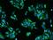 Attractin antibody, 202440-T02, Sino Biological, Immunohistochemistry paraffin image 