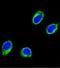 Coiled-Coil Alpha-Helical Rod Protein 1 antibody, GTX81194, GeneTex, Immunocytochemistry image 