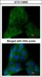 Prostaglandin E synthase 3 antibody, GTX112655, GeneTex, Immunocytochemistry image 