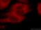 DEP domain-containing mTOR-interacting protein antibody, 20985-1-AP, Proteintech Group, Immunofluorescence image 