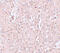 Solute Carrier Family 39 Member 13 antibody, 6103, ProSci Inc, Immunohistochemistry frozen image 