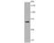 Replication Protein A1 antibody, A01317-2, Boster Biological Technology, Western Blot image 