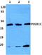 RNA Polymerase I And III Subunit C antibody, A07025, Boster Biological Technology, Western Blot image 