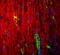 Myelin Protein Zero antibody, NB100-1607, Novus Biologicals, Immunofluorescence image 