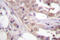 Cyclin Dependent Kinase 7 antibody, AP06510PU-N, Origene, Immunohistochemistry frozen image 