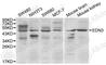 Endothelin 3 antibody, A1045, ABclonal Technology, Western Blot image 