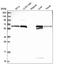Retinol Saturase antibody, HPA046513, Atlas Antibodies, Western Blot image 