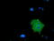 Microtubule Associated Monooxygenase, Calponin And LIM Domain Containing 1 antibody, TA501847, Origene, Immunofluorescence image 