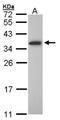 Oligodendrocyte Transcription Factor 1 antibody, NBP1-31018, Novus Biologicals, Western Blot image 