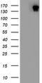 Histone-lysine N-methyltransferase, H3 lysine-79 specific antibody, TA802740S, Origene, Western Blot image 