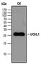 Ubiquitin C-Terminal Hydrolase L1 antibody, NBP2-24719, Novus Biologicals, Western Blot image 