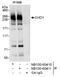 Chromodomain Helicase DNA Binding Protein 1 antibody, NB100-60410, Novus Biologicals, Western Blot image 