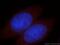 FKBP Prolyl Isomerase 10 antibody, 19163-1-AP, Proteintech Group, Immunofluorescence image 