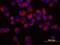 TNF Receptor Superfamily Member 11b antibody, BAF805, R&D Systems, Immunofluorescence image 