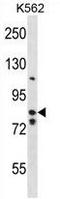 BTB Domain And CNC Homolog 2 antibody, AP50334PU-N, Origene, Western Blot image 