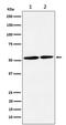 Neuregulin 3 antibody, M06681, Boster Biological Technology, Western Blot image 