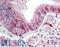 Calponin 3 antibody, LS-B10322, Lifespan Biosciences, Immunohistochemistry frozen image 
