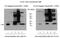 BCL2 Related Protein A1 antibody, ab75887, Abcam, Immunoprecipitation image 