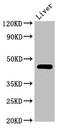 SEC12 antibody, orb400736, Biorbyt, Western Blot image 