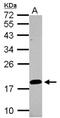 Lipocalin 15 antibody, NBP2-15017, Novus Biologicals, Western Blot image 