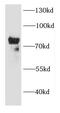 Calpain 2 antibody, FNab01213, FineTest, Western Blot image 