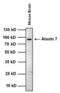 Ataxin 7 antibody, MA3-083, Invitrogen Antibodies, Western Blot image 