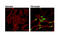 Histone H3 antibody, 7627S, Cell Signaling Technology, Immunofluorescence image 