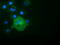 10-FTHFDH antibody, TA501854, Origene, Immunofluorescence image 