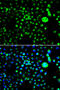 Structural Maintenance Of Chromosomes Flexible Hinge Domain Containing 1 antibody, MBS9125590, MyBioSource, Immunofluorescence image 