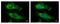 Ribosomal Protein S10 antibody, GTX101836, GeneTex, Immunocytochemistry image 