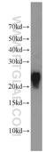 PYD And CARD Domain Containing antibody, 10500-1-AP, Proteintech Group, Western Blot image 