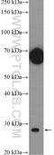 Spi-B Transcription Factor antibody, 15768-1-AP, Proteintech Group, Western Blot image 