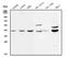 Mitogen-Activated Protein Kinase Kinase 2 antibody, A00996-2, Boster Biological Technology, Western Blot image 