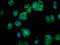 Neuropilin And Tolloid Like 1 antibody, LS-C674230, Lifespan Biosciences, Immunofluorescence image 