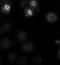 Ajuba LIM Protein antibody, orb76583, Biorbyt, Immunohistochemistry paraffin image 