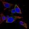 Mitochondrial Ribosomal Protein L1 antibody, PA5-60453, Invitrogen Antibodies, Immunofluorescence image 