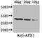 L-ascorbate peroxidase 1, cytosolic antibody, A52772-100, Epigentek, Western Blot image 