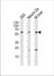 CCD36 antibody, TA324429, Origene, Western Blot image 