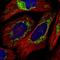 Elongation factor Tu, mitochondrial antibody, HPA024087, Atlas Antibodies, Immunocytochemistry image 