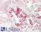 CutA Divalent Cation Tolerance Homolog antibody, LS-B9744, Lifespan Biosciences, Immunohistochemistry paraffin image 