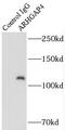 Rho GTPase Activating Protein 4 antibody, FNab00552, FineTest, Immunoprecipitation image 